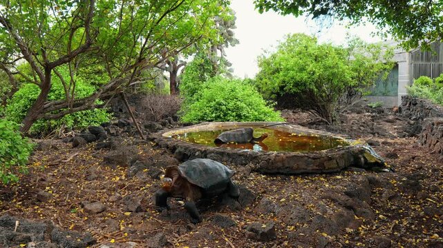 Giant tortoise beside a pool in a shaded enclosure. A tortoise stands in the foreground while another occupies a basin surrounded by trees.