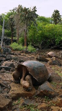 Giant tortoise facing forward below cactus trees. A tortoise holds its head low between thick forelegs with rocks and shrubs behind it.