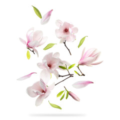 Beautiful magnolia flowers and leaves falling against white background © New Africa