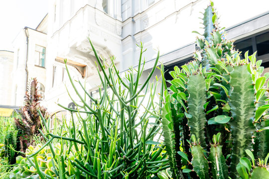Urban greenery featuring vibrant cacti and succulents planted outside a cafe or shop, with part of the building visible in a sunny city setting.
