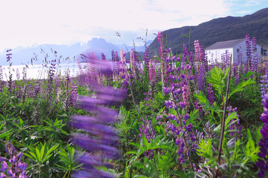 Flowers Lupines in Hareid island, Norway. Wild lupines field in full bloom along the coast of a Norwegian fjord during summertime.