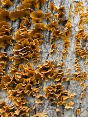 Frilly Fungus  © Laura Bee’s