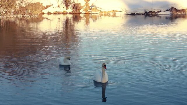 Two mute swans swimming winter lake sunset. Snowy shore golden reflection water.