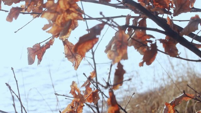 Dry oak leaves hanging branches over snow field. Camera pan winter sunlight.