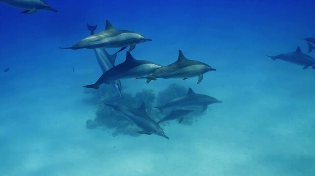 4K Video of a school of sharks swimming together in deep blue tropical ocean water, capturing powerful marine predators in their natural habitat.