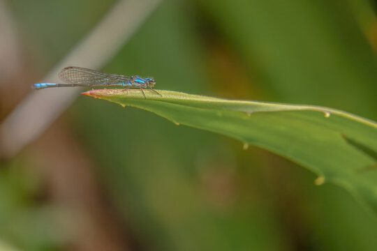A blue mesamphiagrion laterale damselfly resting on a leaf