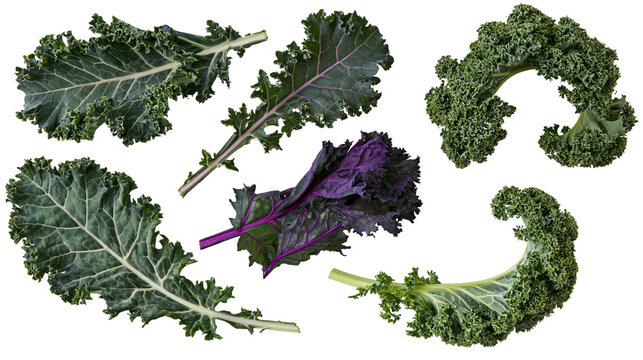 Isolated fresh organic curly green and flat purple kale leaves nutritious superfood