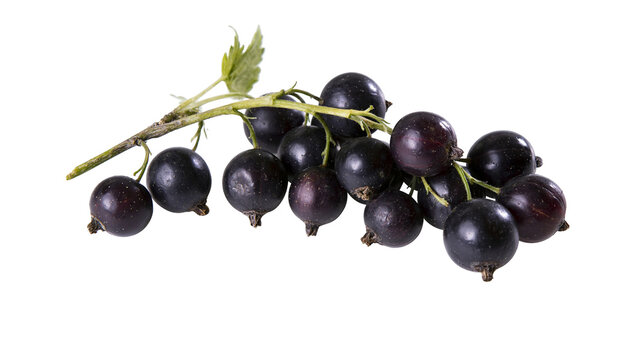 Isolated fresh ripe organic blackcurrant fruit sprig with green leaves, natural antioxidant food.