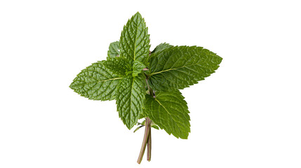 Isolated fresh mint leaves sprig close-up, aromatic culinary herb for cooking and drinks. © Andrei