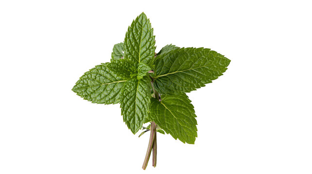 Isolated fresh mint leaves sprig close-up, aromatic culinary herb for cooking and drinks.