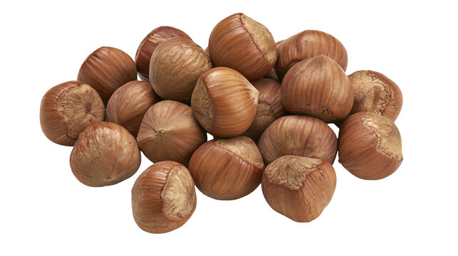 Isolated natural heap of fresh unshelled hazelnuts raw ready for cracking and healthy snack