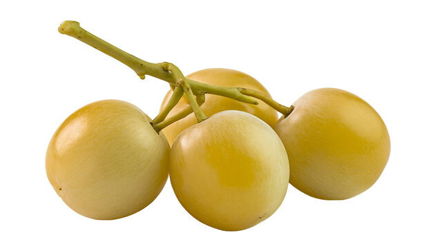 Isolated cluster of fresh, ripe, pale yellow tropical rambai fruits with a green stem.