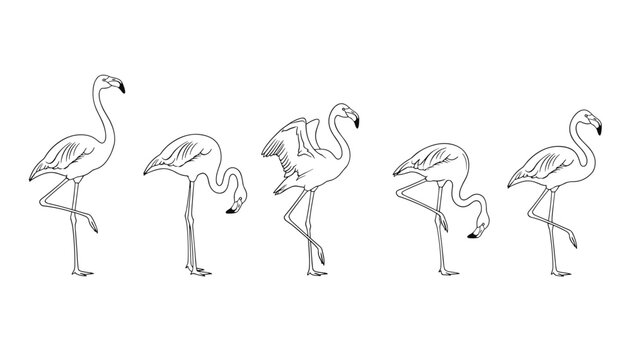 A series of elegant black-and-white illustrations portrays graceful flamingos in various natural standing and foraging poses.