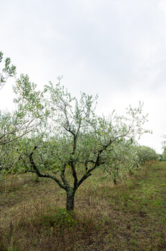 Traditional olive trees growing in a dry field surrounded by lush forest and green hills. A rustic countryside landscape showcasing organic olive farming and Mediterranean agriculture.