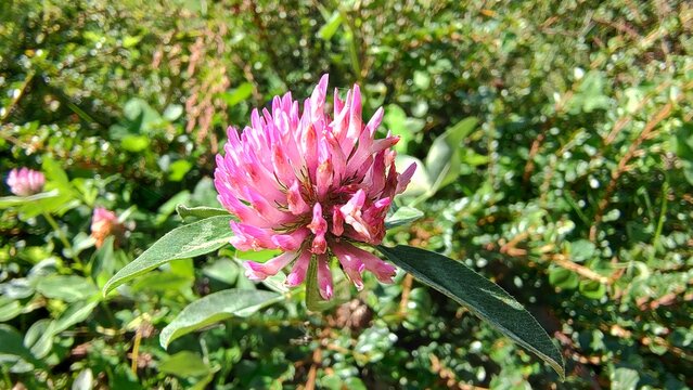 Red Clover Flower Trifolium Pratense in Sunlight
