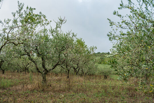 Traditional olive trees growing in a dry field surrounded by lush forest and green hills. A rustic countryside landscape showcasing organic olive farming and Mediterranean agriculture.