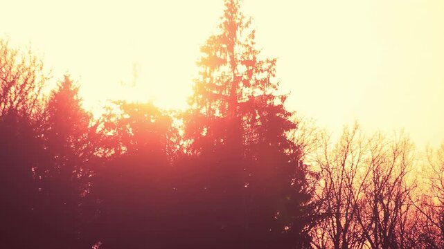 Treeline silhouette sunset sky glow. Camera pan spruce forest winter dusk view.