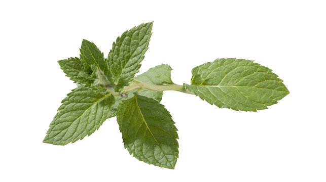 Isolated fresh green mint sprig with vibrant leaves, an aromatic herb for cooking and garnish