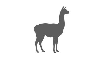 Fototapeta premium Grey silhouette of a standing llama showing its long neck and distinct ears, isolated on a clean white background.