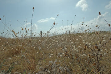 Fototapeta premium Golden field of dried wild grass under a cloudy sky