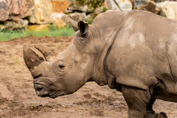 White Rhino in Safari Park Beekse Bergen, Zoo in The Netherlands © Sonny