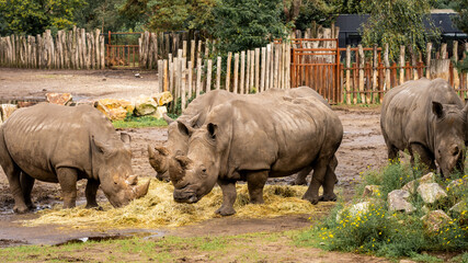 White Rhino in Safari Park Beekse Bergen, Zoo in The Netherlands © Sonny