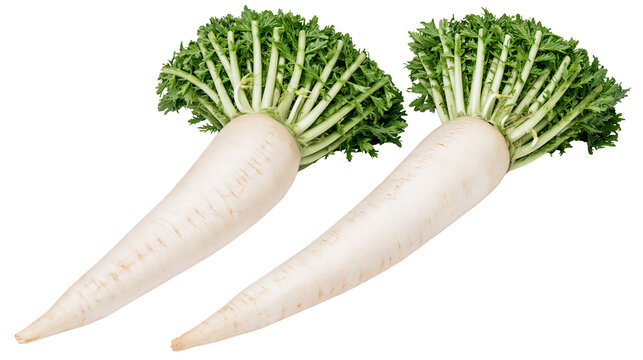 Isolated two fresh raw daikon radishes with green leaves, healthy organic root vegetables