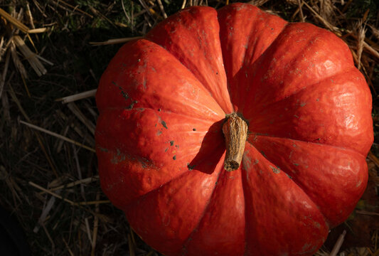 Close-up of an orange Hokkaido squash. The squash is lying on straw. The sun is shining on the squash.