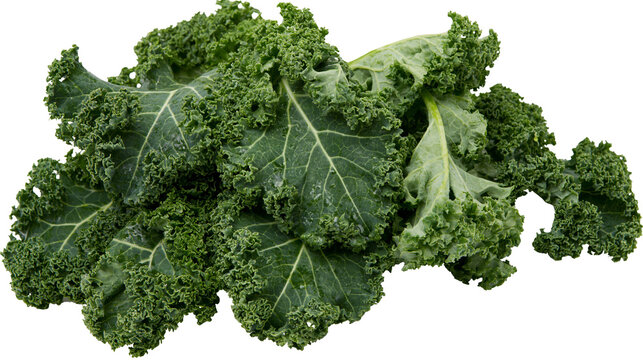 Isolated pile of fresh, vibrant green, curly kale leaves, a healthy leafy vegetable.