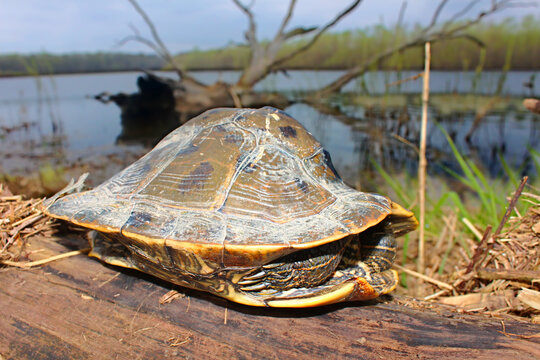 Map Turtle in northern Illinois with strangely curved shell