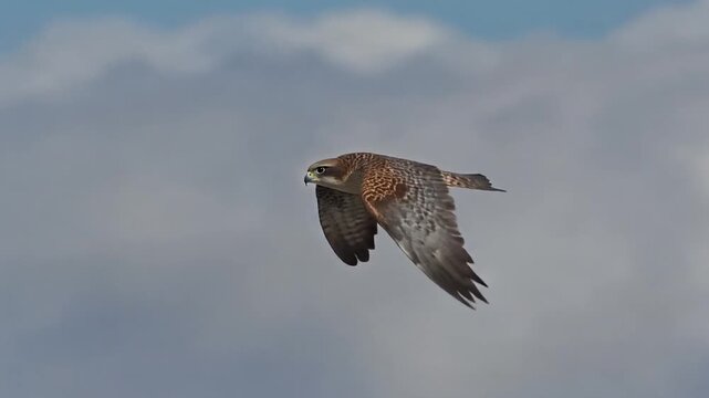 Majestic raptor with distinctive plumage soars through a vast expanse of dramatic clouds, its powerful wings outstretched against the expansive sky, capturing a fleeting moment of natural