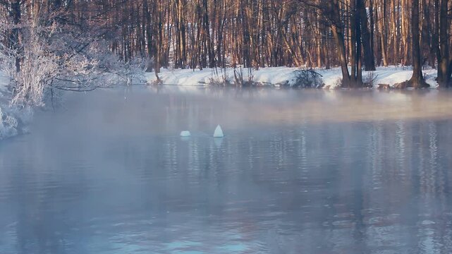 White swans feeding steaming river winter forest. Wild birds diving misty water.