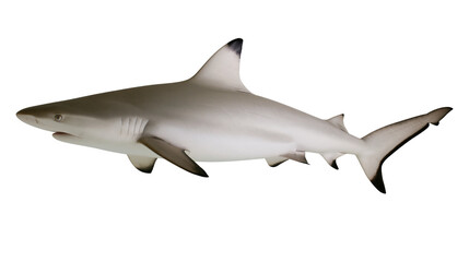 Isolated blacktip reef shark, powerful and graceful marine predator with distinctive fin markings. © Conor