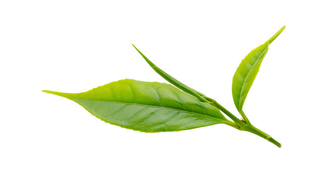 Isolated fresh green tea leaves branch on a clean background, natural healthy beverage ingredient