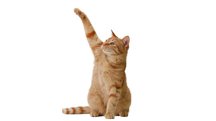 Isolated curious orange tabby cat sitting and raising one paw in a playful gesture. © Saoirse