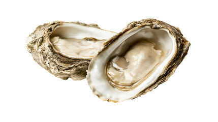 Isolated fresh open oysters, two raw shellfish ready to eat, delicious gourmet appetizer © Saoirse