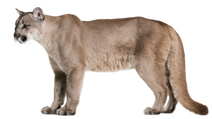 Isolated cougar standing in profile, a majestic and powerful wild feline predator, full length © Conor
