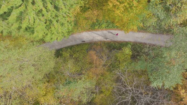 AERIAL TOP DOWN: Woman walking two mixed breed dogs along a quiet country road bordered by colourful trees. Relaxing outdoor activity with furry pets in a peaceful countryside coloured in autumn hues.