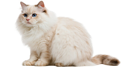 Isolated long-haired cream cat with vivid blue eyes sitting calmly, fluffy domestic feline portrait © Saoirse