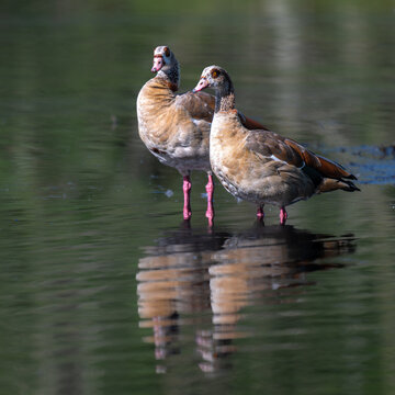 Pair of Egyptian Geese (Alopochen aegyptiaca) in the Zwillbrocker Venn Nature Reserve in Germany