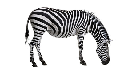 Obraz premium Isolated zebra standing gracefully with striking black and white striped pattern, head lowered