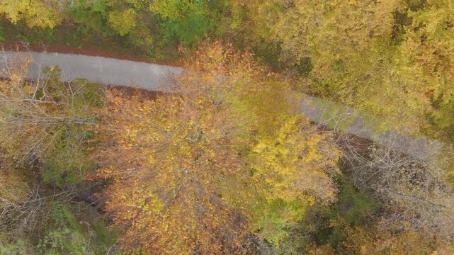 AERIAL TOP DOWN: Woman walking with her dogs along a quiet gravel road through colorful autumn woodland. Yellow treetops and fallen leaves surround the path. Scenic seasonal pattern in the countryside