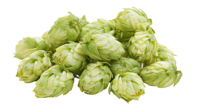 Isolated fresh green hop cones, a vital ingredient used for brewing aromatic beer and craft ale.