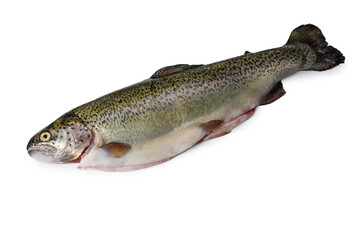 Clear product photo of a single fresh rainbow trout oriented with head to the left against a clean white backdrop. © Михаил Шорохов