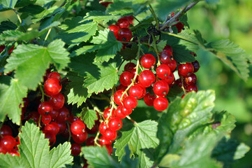 red currant © dimcha