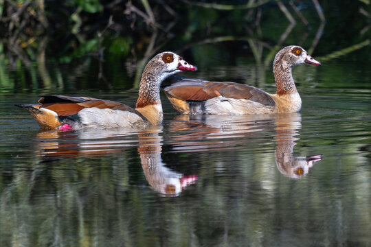 Pair of Egyptian Geese (Alopochen aegyptiaca) in the Zwillbrocker Venn Nature Reserve in Germany