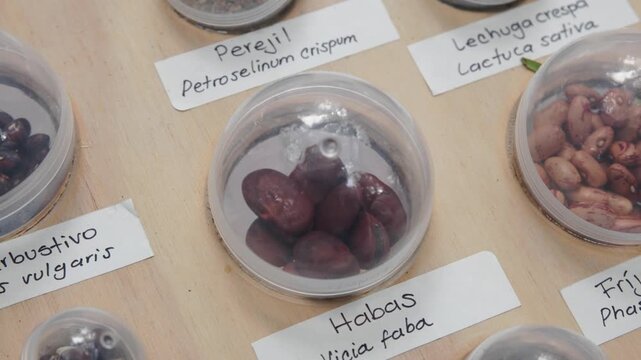 Close up shot of Vicia faba broad bean seeds preserved in transparent capsule with label 60fps 4k