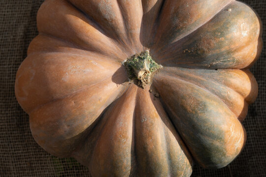 Close-up of an orange pumpkin. The pumpkin is lying on a burlap sack. The sun is shining on the pumpkin.
