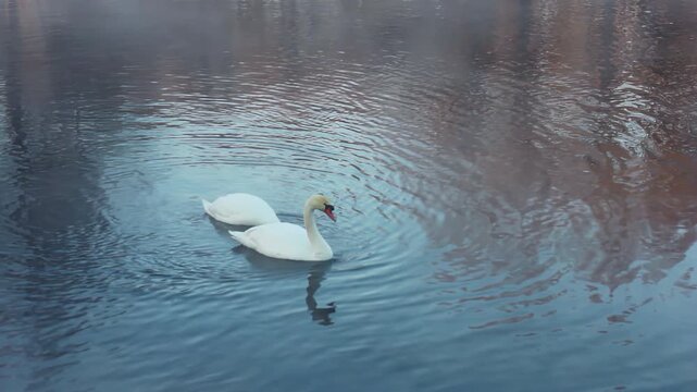 Swan pair feeding foggy lake. White waterfowl dipping head misty water surface.