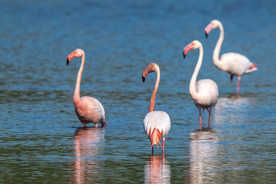Greater or European Flamingo (Phoenicopterus roseus) in the Zwillbrocker Venn Nature Reserve in Germany